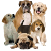 Dog Talk Pets & Exotics_Pets for Sales in Bhilai
