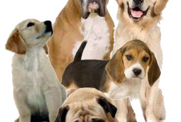 Dog Talk Pets & Exotics_Pets for Sales in Bhilai